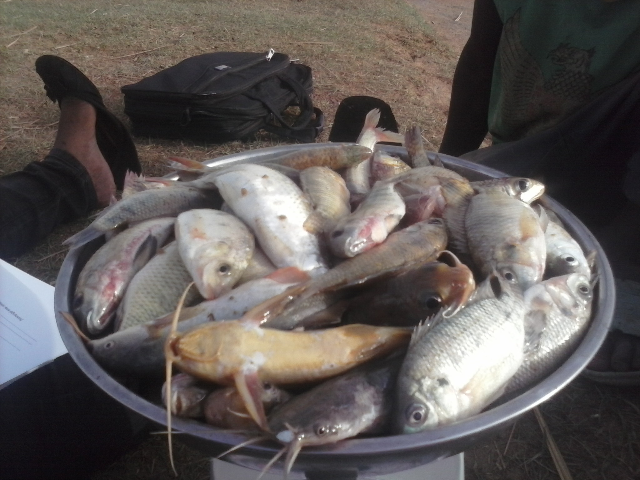 prise de poisson dans le site Ramsar du lac Higa